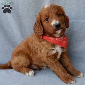 Leo (medium), Goldendoodle Puppy